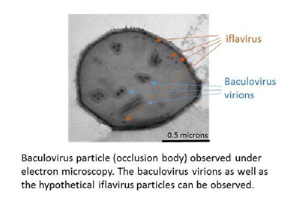 Partícula de baculovirus (cuerpo de oclusión) observada con microscopio electrónico. Se pueden observar las partículas de baculovirus, así como las hipotéticas partículas de iflavirus.